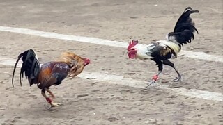 Red Vs Talisay, 110k PARADA NAKASAHAN LUCENA VS AGDANGAN CHAMPION 2HITS ULUTAN LUCENA CITY 3 #SABONG