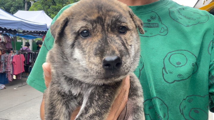 วันนี้ไปเดินตลาดนัดแล้วเลือกซื้อลูกหมาแมวลายเสืออายุ 40 วันมาตัวหนึ่ง มันนิสัยเรียบร้อย ขี้อ้อน และน