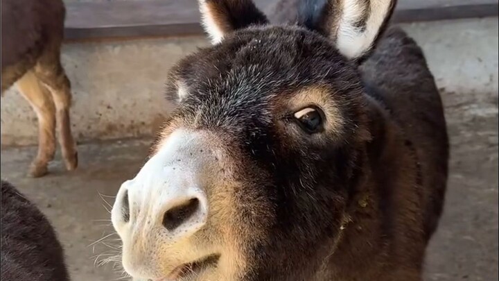 “Tiếng Lừa Kêu”