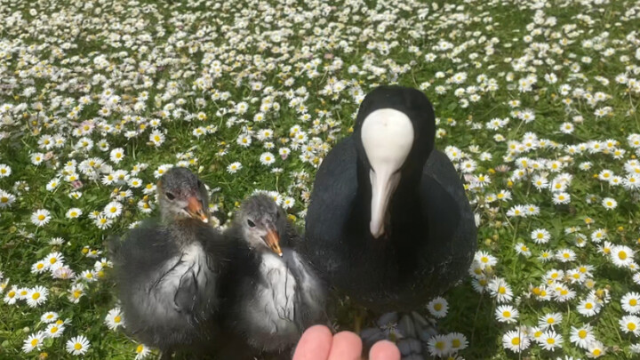 Gloomy Bonehead Chicken, But Full of Sunshine While Walking