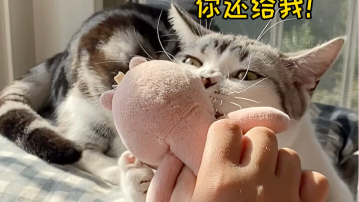 What does it feel like to be favored by a little kitten?! So heartwarming～