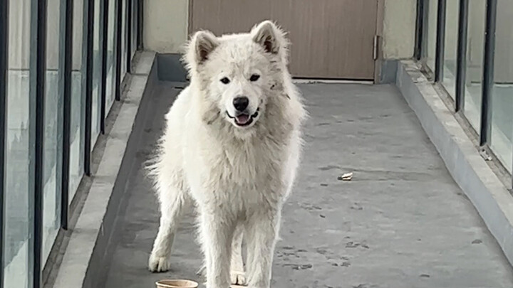 Ai hiểu cảm giác của shipper khi nói hành lang có chó dữ nên không dám giao đồ? Tôi đến xem thì hóa 