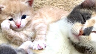 5 ลูกแมวซนที่สุดในโลก อย่าปล่อยให้แม่แมวหลับ