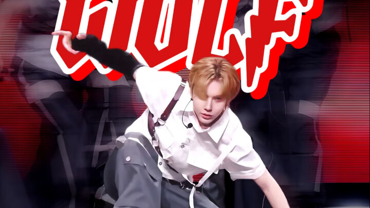 20250823 Daniel HD 4K foto langsung serigala cantik, pengambilan gambar sangat dekat