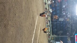 First fight win
