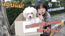 แอบแม่! เก็บหมาข้างถนนมาเลี้ยงในบ้าน | ละครสั้นหรรษา | แม่ปูเป้ เฌอแตม Tam Story