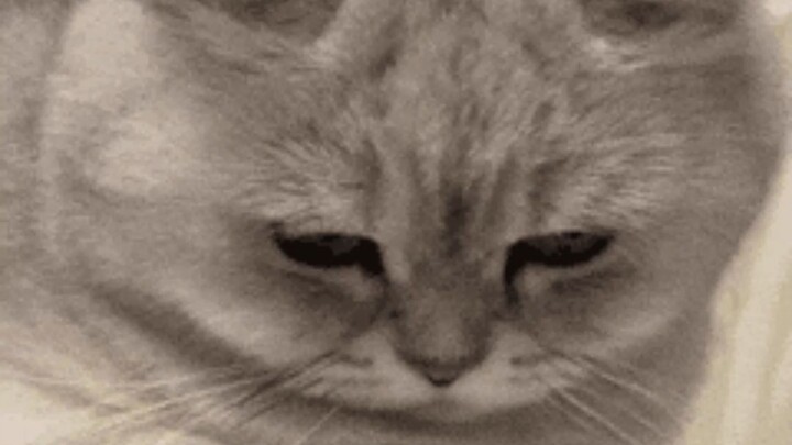 So this must be why Consort Qi is favored, right?