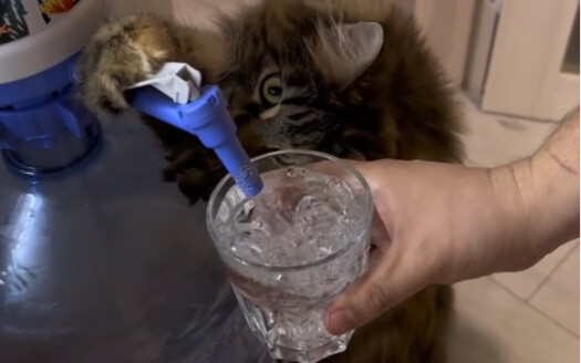 Help U with water Cat