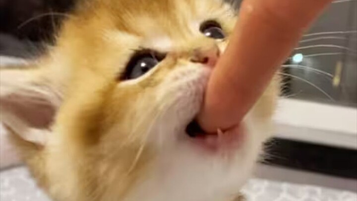 Kucing: “Sial! Aku kembali terjebak olehnya”