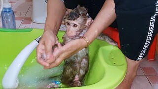 Routine Mom Take The Bath For Dirty Lion