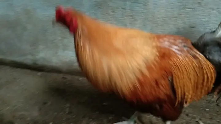 1st Fight 19 Bilibili