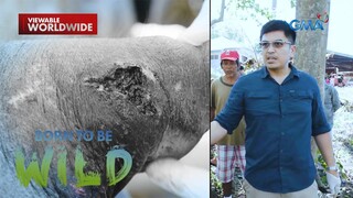 Mga hayop na naapektuhan ng pagsabog ng Bulkang Kanlaon, tinulungan! | Born to be Wild