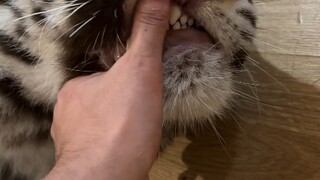 Zebra: No, thank you.
