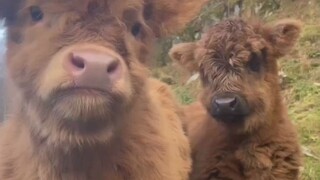 Selamat, kamu berhasil menemukan anak sapi yang lucu