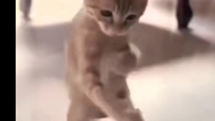 منطقة القبعة الصغيرة، هيا بنا نتقاتل!