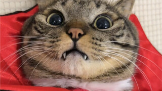 Kucing kecil telah berubah menjadi vampir!