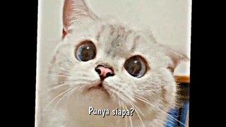Punya syaa aaaa🥺