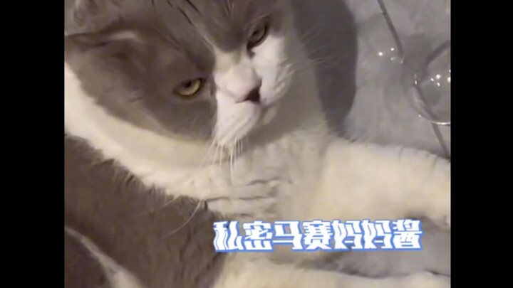 ถ้อยความสุดท้ายแล้ว แมวนี่ร้องเสียงไม่ค่อยเพราะเท่าไร