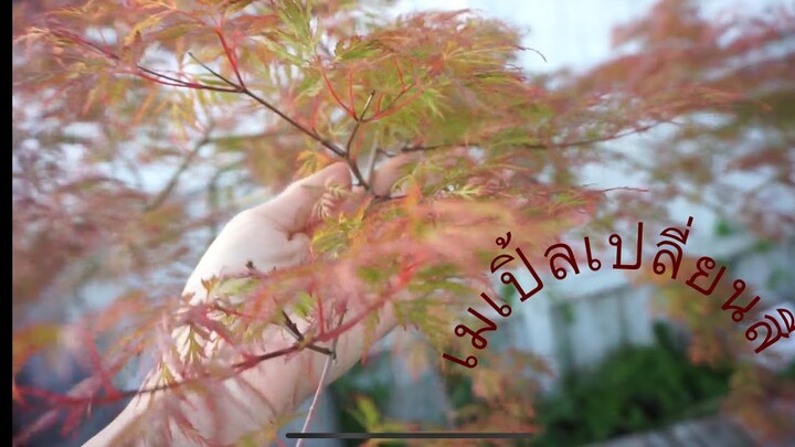 ต้นเมเปิ้ลญี่ปุ่น ใบเปลี่ยนสีสวยมากๆ ถ่ายไว้ตั้งแต่แตกใบอ่อนจนเปลี่ยนสี