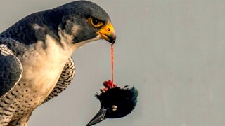 Hawk Snatches A Pigeon In The Blink Of An Eye.