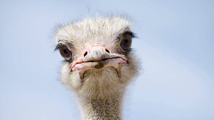 fakta unik burung unta