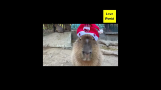 รวม น้องหมา ~ น้องแมว สัตว์เลี้ยงที่น่ารักและตลกที่สุดของ  Dogs Cats Pets