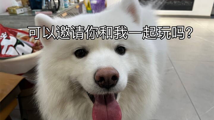 如何拒绝一只想找你玩的可爱萨摩