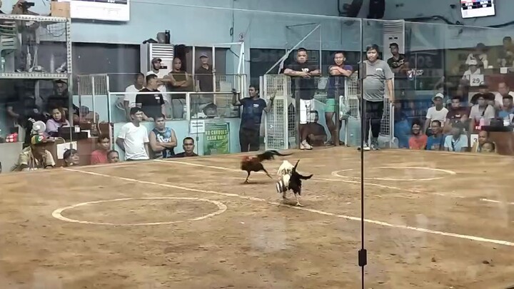 TALON LINE😂🐓 @ san mateo cockpit