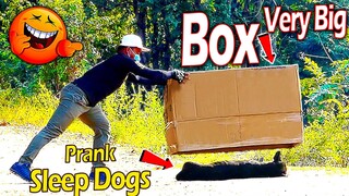 Very Big Box vs Prank Sleep Dogs Very Funny Surprise Scared Reaction - Must Watch Funny Video Prank