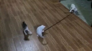 cat tug of war fight
