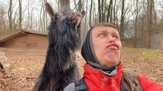 When Humans and Animals Sync Up in Hilarious Facial Expression😁