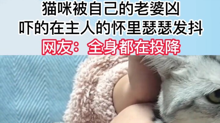 Con mèo bị vợ mình la mắng, sợ đến mức run rẩy trong vòng tay chủ; cư dân mạng bình luận: “Cả người 