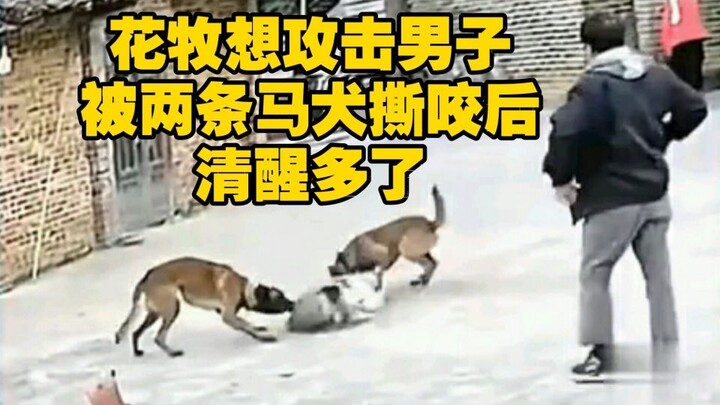 Hua Muyang’s tune was too vile; she tried to attack the man, but he unleashed two Malinois, who tore