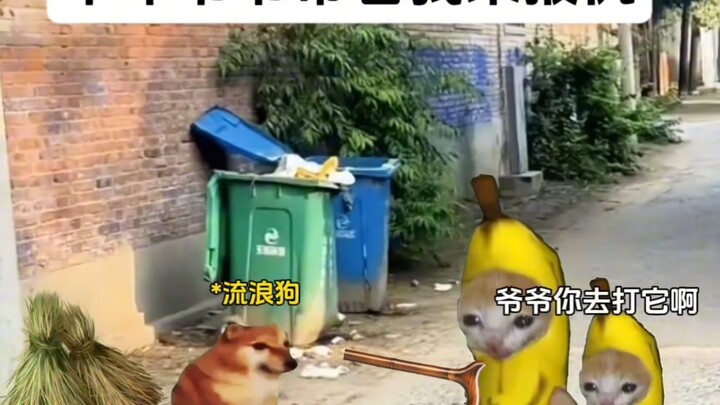 Tổng hợp những câu chuyện khó quên về thời thơ ấu với chó hoang #Khuôn Meme Mèo #Chó Hoang