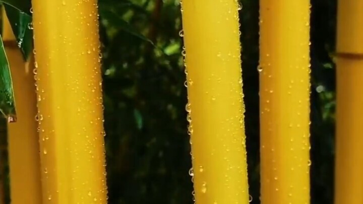 مشاركة المعرفة العلمية، الخيزران