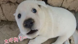 I actually really liked puppies...