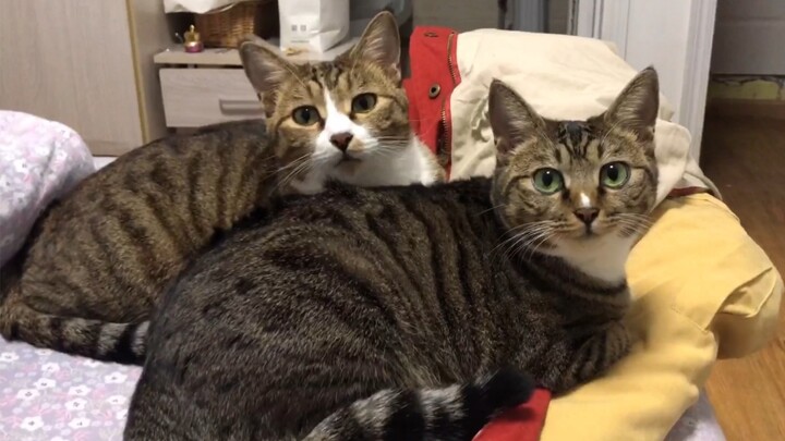 Super synchronization, cuteness off the charts!