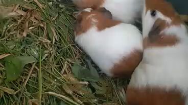 guinea pigs