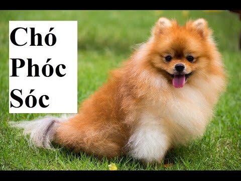 Chó Phóc Sóc. Tiếng chó sủa. Phoc Squirrel Dog. Yap.