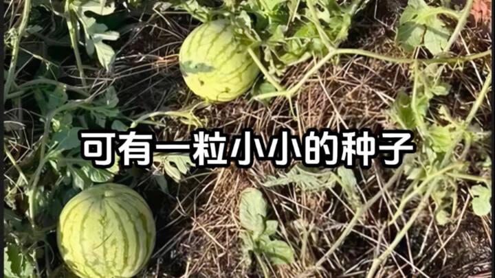 Berpindah menjadi humus untuk lebih melindungi bunga