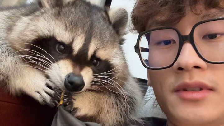 Raccoons should be able to understand human speech, right? #Raccoon