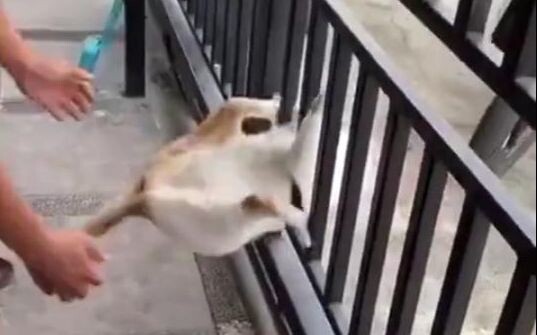 Ai cũng biết, mèo là chất lỏng, còn lợn thì không.