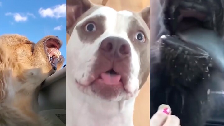 [Animal Silly Behavior] Pt. 2: The Dog Was Completely Stunned On the Spot