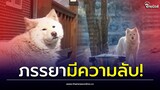 สามีงง เจอหมาจากที่ไหนไม่รู้ ยืนจ้องหน้าบ้าน 3 เดือน ก่อนรู้ ภรรยามีความลับ| Thainews - ไทยนิวส์