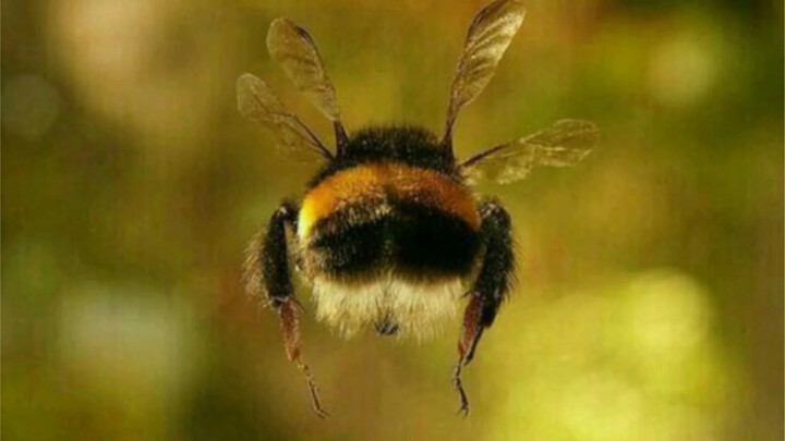 Bumblebees: Plump, Adorable, and Total Workaholics
