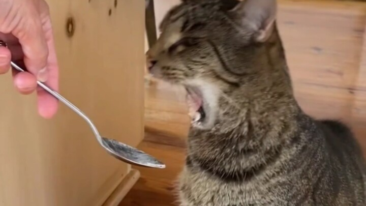 ไม่เคยเห็นแมวทานไอศกรีมแล้วมีปฏิกิริยาแบบนี้มาก่อนเลย?