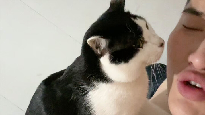 Mèo con dễ thương