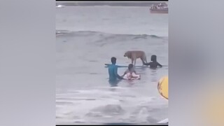 có phải tôi nhìn nhầm chăng ?🤣🤣🤣 thúcưng becgie chó_cưng mèous doglover dogs xuhuongtiktok ngáohusky petlover pet trending xuhuong chó chócute