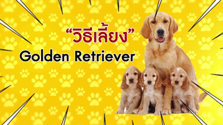 ดูแลและเลี้ยงดูสุนัขสายพันธุ์ โกเด้นรีทรีฟเวอร์