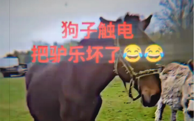 Chó: Mày đúng là chó thật.